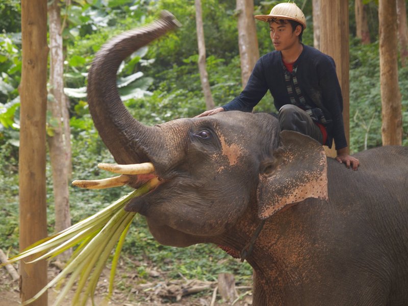 Elephant, Tad Se